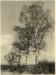Victor Guidalevitch, Birches