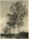 Victor Guidalevitch, Birches
