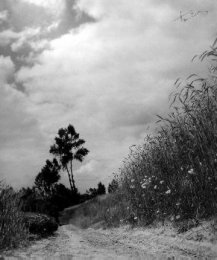 Burton, Herman, Landscape