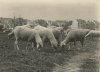 Marcel Vanderkindere, A Berckendal #2 Marcel Vanderkindere, A Berckendal #2