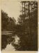 Jules Lejeune, Reflections of trees