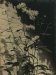 Unknown photographer, Flowers