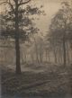 Unknown photographer, Wood in mist
